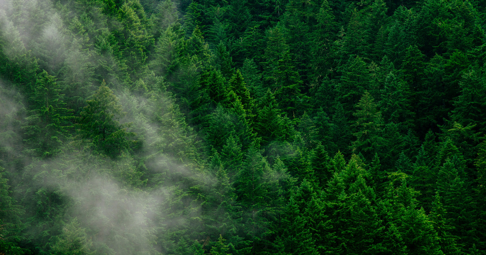 Foresta di conifere nella nebbia