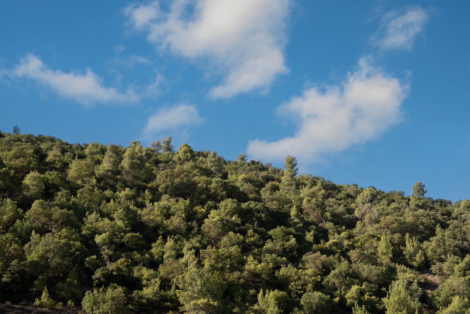 Bosco mediterraneo, riferimento per Masoni de Susu, Teulada