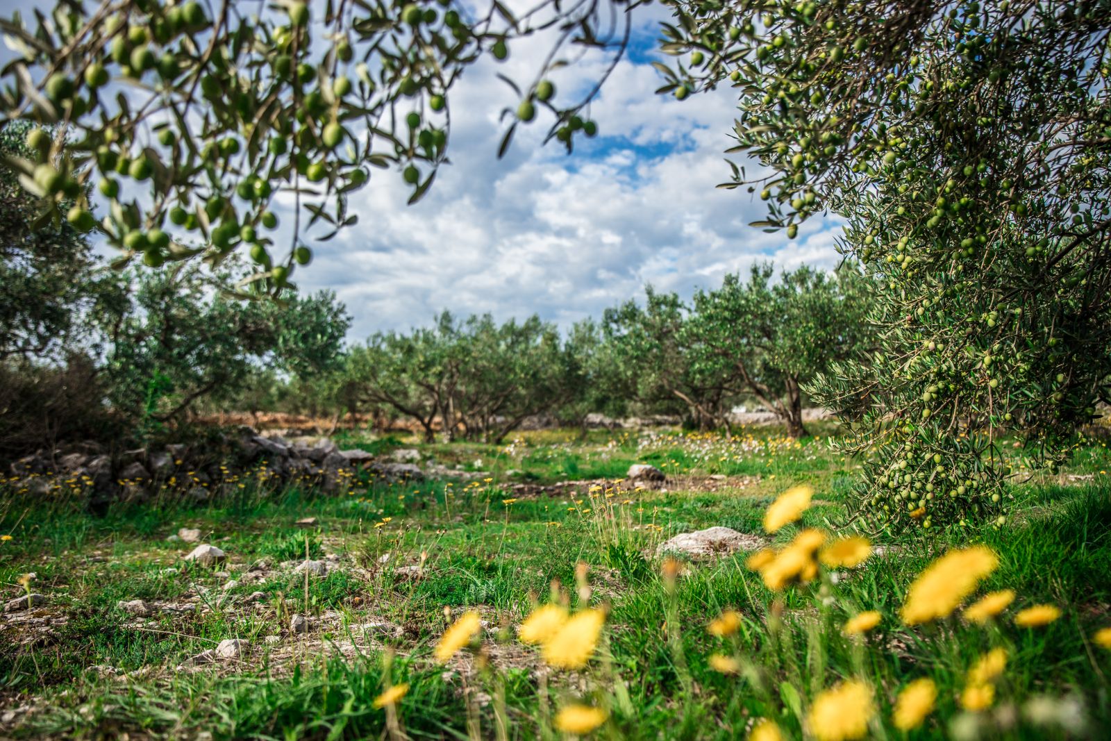 Uliveto mediterraneo, riferimento per la Piana di San Lorenzo, Cagliari