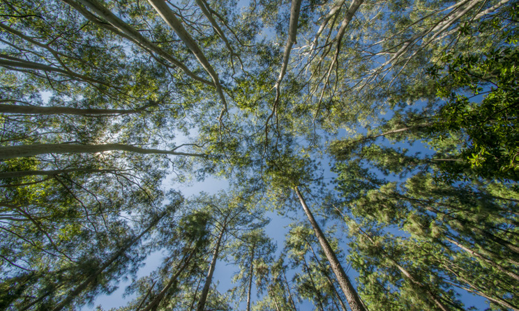 Vista dal basso delle chiome degli alberi