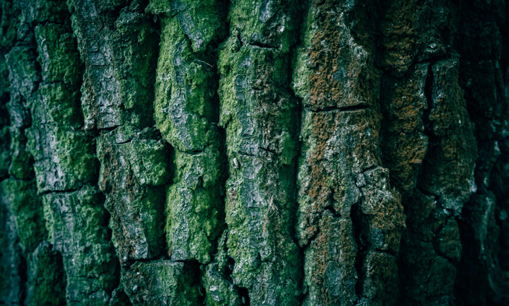 Corteccia di un albero