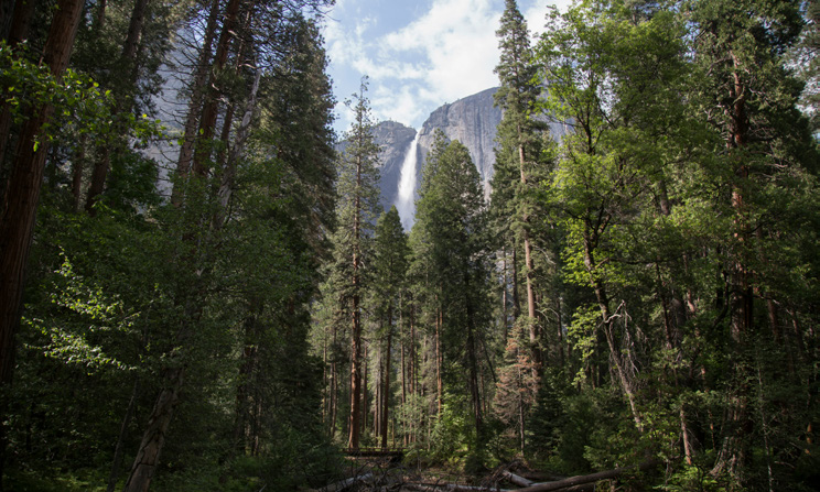 Sentiero in una foresta con cascata